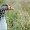 Goose
